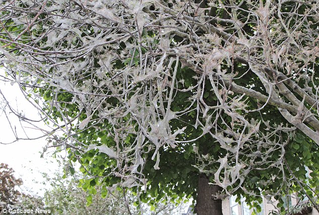 英街區(qū)遭毛蟲"入侵" 英街區(qū)遭毛蟲"入侵"