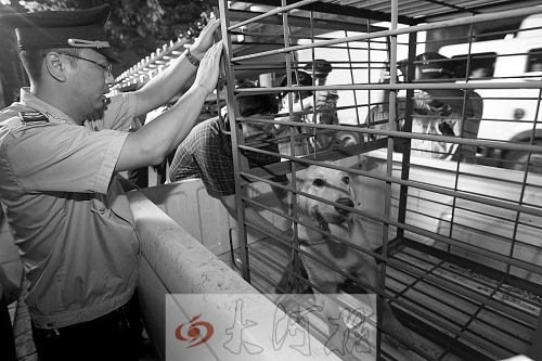 相關(guān)部門將加強(qiáng)管理，今年12月起烈性犬一律沒收。 （資料圖）