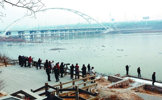 “哇!好多白天鵝?！? border=