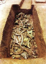 　　1月15日,青關(guān)山發(fā)掘出的大量象牙。攝影張磊　