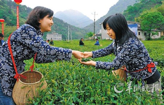 　　名茶六安瓜片原產(chǎn)地,游客身穿采茶女服裝在茶園體驗(yàn)采摘新茶的樂趣。