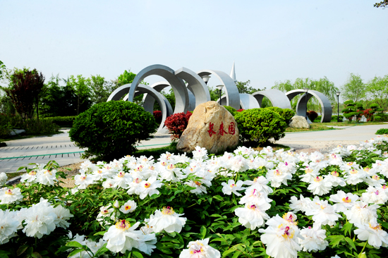 萬株牡丹與您相約鄭州綠博園 萬株牡丹與您相約鄭州綠博園