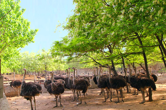 美麗女人節(jié) 惠游鴕鳥(niǎo)園 美麗女人節(jié) 惠游鴕鳥(niǎo)園