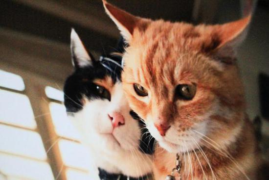 全球最萌車站 站長是只貓 全球最萌車站 站長是只貓