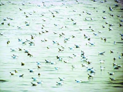 網友拍下壯觀一幕 萬千候鳥 "組團" 游長江(圖) 網友拍下壯觀一幕 萬千候鳥 "組團" 游長江(圖)