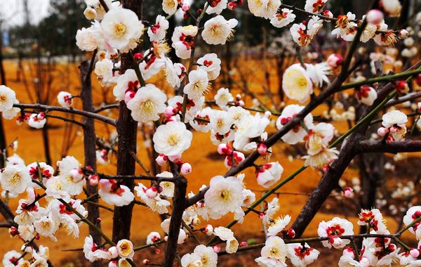 白梅花 白梅花