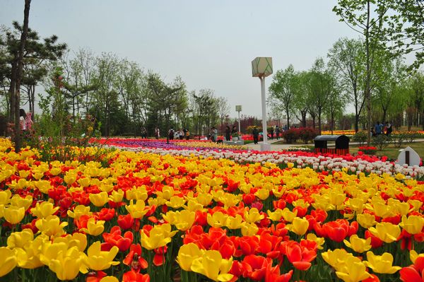 6000㎡的郁金香基地 6000㎡的郁金香基地