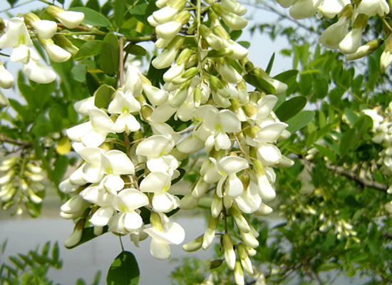 賞鄉(xiāng)村田園風(fēng)光 品舌尖一抹槐花香 賞鄉(xiāng)村田園風(fēng)光 品舌尖一抹槐花香