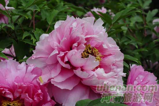 雞冠洞高山牡丹競相開放 雞冠洞高山牡丹競相開放