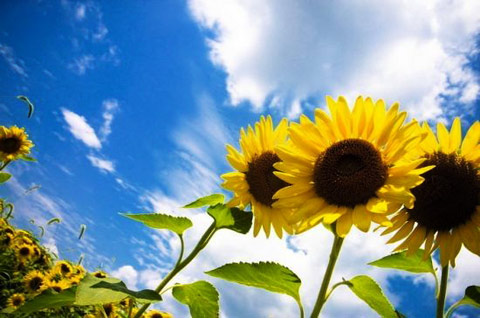 當(dāng)螢火蟲遇見花海四川初夏避暑地 當(dāng)螢火蟲遇見花海四川初夏避暑地