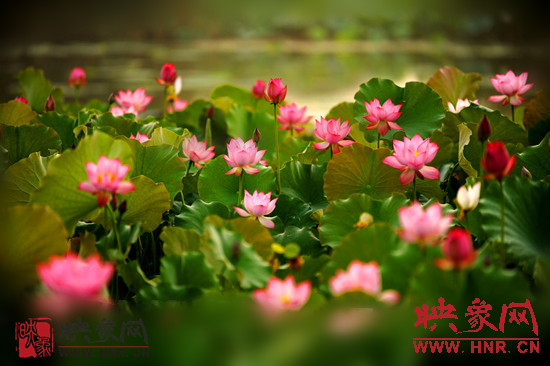 7月5日,第七屆淮陽荷花節(jié)將于7月8日正式拉開序幕。