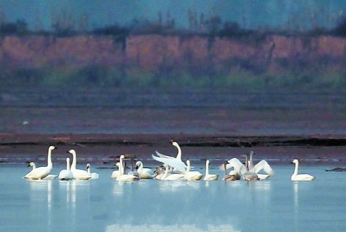 千只天鵝棲息開封柳園口 濕地成“天鵝湖” 千只天鵝棲息開封柳園口 濕地成“天鵝湖”