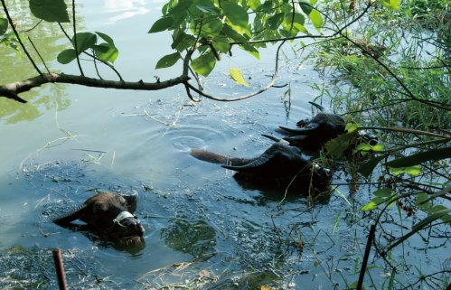 關渡賞鳥趣樂繽紛