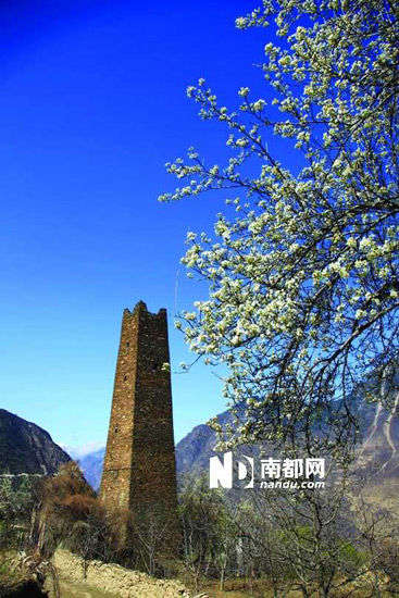 　　丹巴的碉樓與梨花互相輝映。