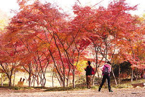 棲霞紅葉集體“走紅” 棲霞紅葉集體“走紅”