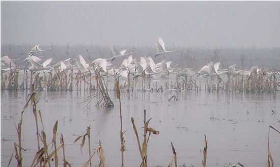 冬季正是觀鳥時(shí) 省內(nèi)觀鳥地盤點(diǎn) 冬季正是觀鳥時(shí) 省內(nèi)觀鳥地盤點(diǎn)