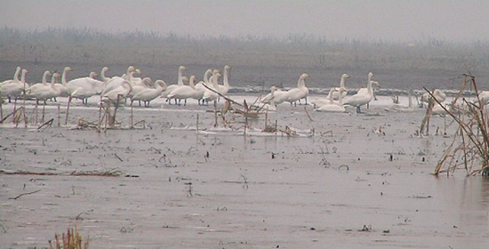 冬季正是觀鳥時(shí) 省內(nèi)觀鳥地盤點(diǎn) 冬季正是觀鳥時(shí) 省內(nèi)觀鳥地盤點(diǎn)