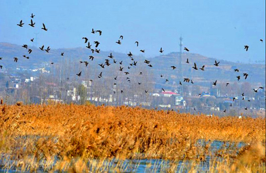 冬季觀鳥正當(dāng)時(shí):捕捉美麗 拍攝優(yōu)雅 冬季觀鳥正當(dāng)時(shí):捕捉美麗 拍攝優(yōu)雅