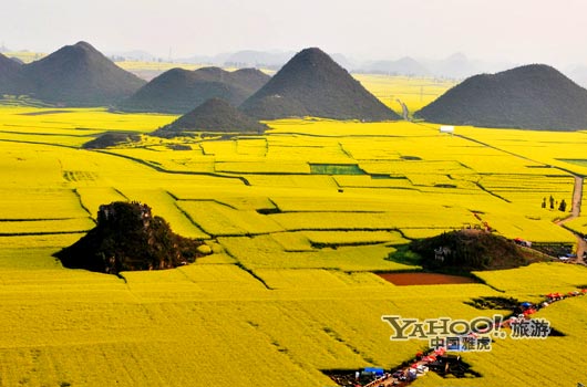 　　說到羅平, 無人不知,只因那有全國面積最大的油菜花田。(圖片來源:CFP)