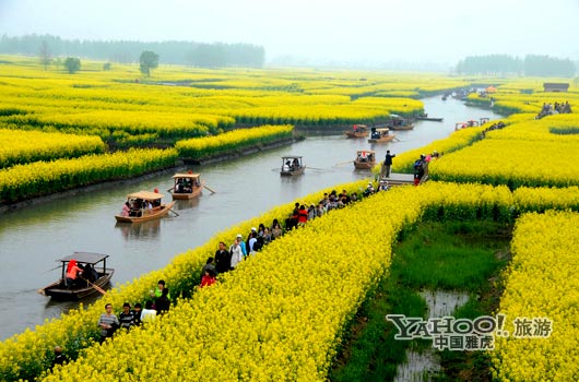 　　興化的油菜花最讓人心醉,因為沒有一個地方能把油菜花和水景結(jié)合得如此到位。(圖片來源:CFP)