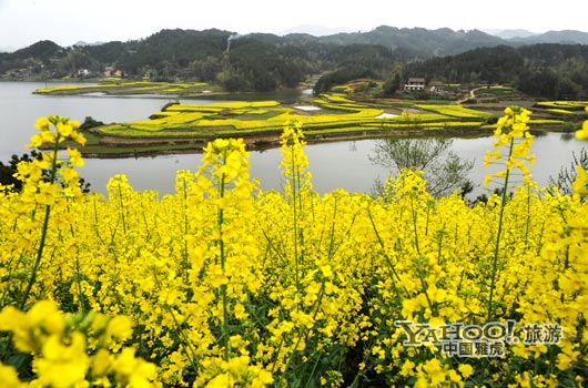 　　成片的油菜花同時開放,置身于其中,會感受到色彩給人的震撼和陶醉。(圖片來源:CFP)