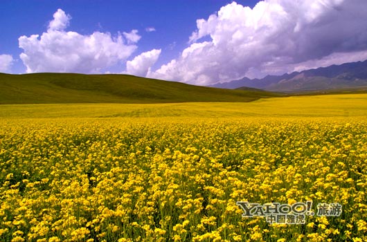 　　青海門源的油菜花景色甚為壯觀,十足的西部風(fēng)味。(圖片來源:CFP)