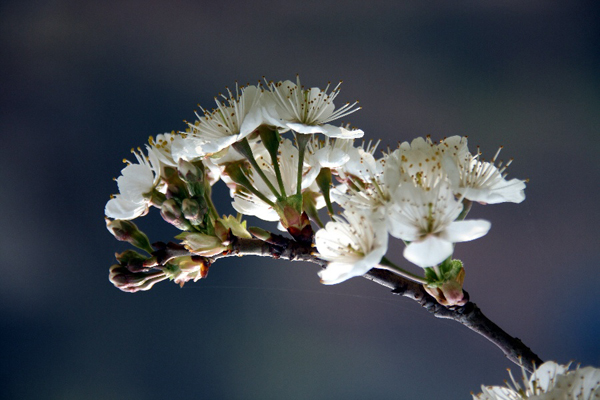 京郊密云去賞春 櫻桃花開(kāi)迎春笑 京郊密云去賞春 櫻桃花開(kāi)迎春笑