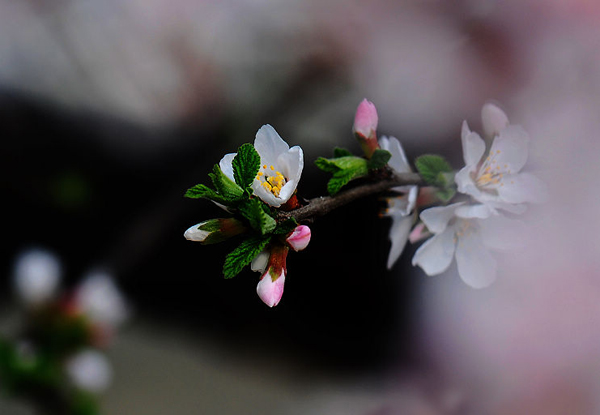 京郊密云去賞春 櫻桃花開(kāi)迎春笑 京郊密云去賞春 櫻桃花開(kāi)迎春笑