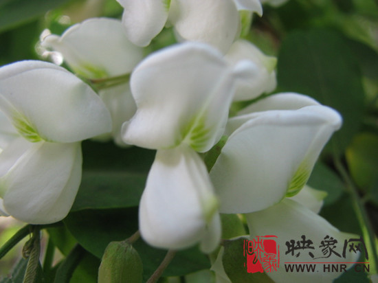 相約格林灣 情醉槐花林--第二屆“格林灣槐花節(jié)”正式啟動 相約格林灣 情醉槐花林--第二屆“格林灣槐花節(jié)”正式啟動