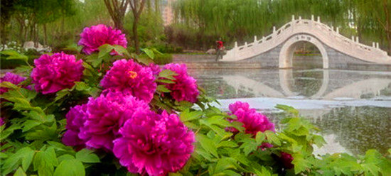 女人如花 隨侍甄嬛娘娘賞花去 女人如花 隨侍甄嬛娘娘賞花去