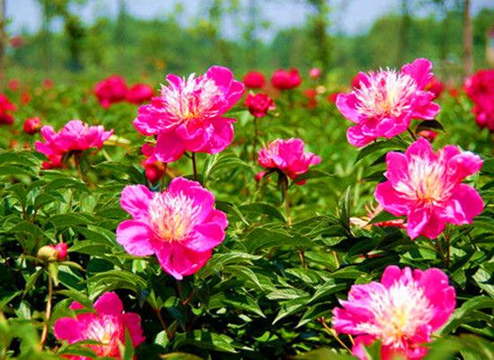 女人如花 隨侍甄嬛娘娘賞花去 女人如花 隨侍甄嬛娘娘賞花去