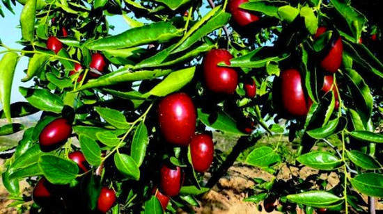 暢游黃帝故里 領(lǐng)略棗鄉(xiāng)風情 暢游黃帝故里 領(lǐng)略棗鄉(xiāng)風情