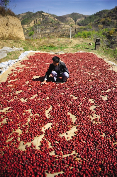黃老漢家窯洞頂上鋪著一層紅棗,這也是他做黃饃饃的餡料。