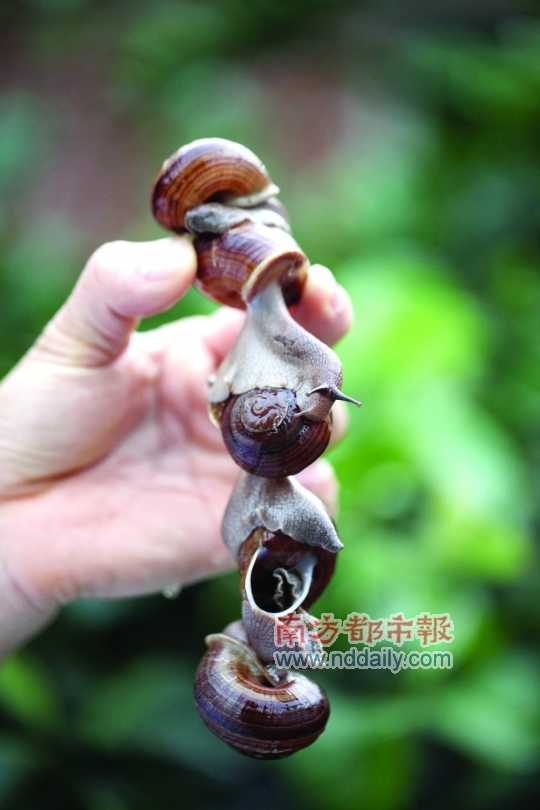 廣西的野生蝸牛追求原汁原味，做法也非常精簡(jiǎn)。