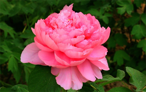 洛陽(yáng)水席:與牡丹齊名的美食 洛陽(yáng)水席:與牡丹齊名的美食