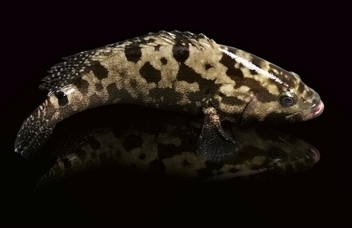 深海魚(yú)：餐桌上的極致?tīng)I(yíng)養(yǎng)品