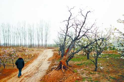 正開花的梨樹被毀了 陳亮/攝 正開花的梨樹被毀了 陳亮/攝