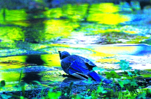 昨天，離三伏結(jié)束還有5天，鄭州、洛陽拉響“紅色警報(bào)”