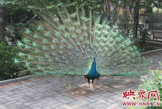 游客們來到動物園可以近距離觀賞孔雀開屏。