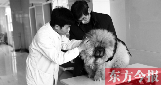 在一家大型寵物醫(yī)院里，生病的狗狗正在接受治療