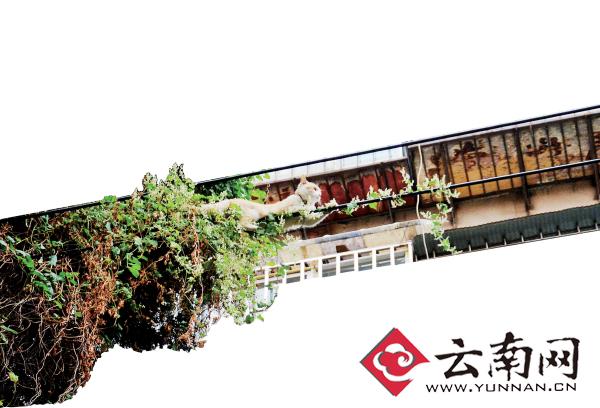 小貓下樹，但小貓就是不下來，反而爬到了一根緊貼著樹的電線上。