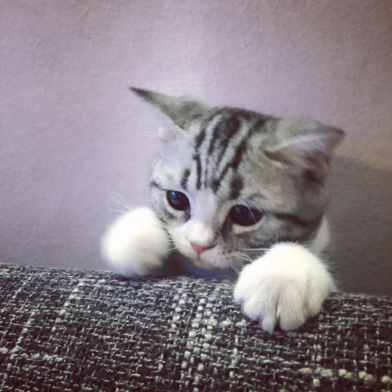 一只虛擬寵物貓叫價(jià)13億元？云養(yǎng)貓成真