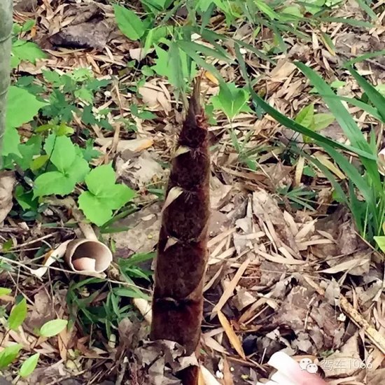 咦~這是什么？能吃嗎？