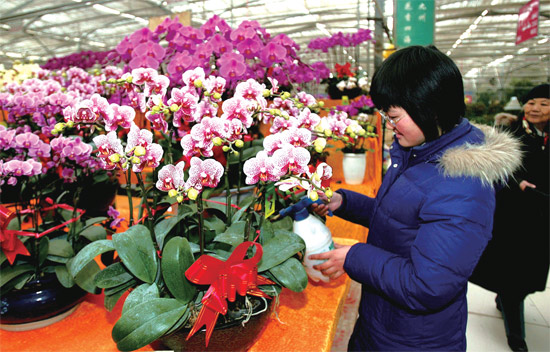 春節(jié)即將來臨，蝴蝶蘭依舊是節(jié)日花卉市場上最吸引眼球的品種，但銷量沒有去年同期好