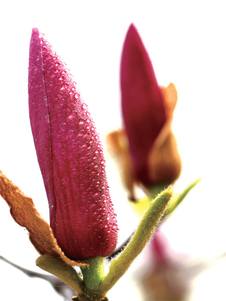 在鄭州，玉蘭才是春的使者