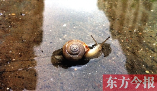 堵車俺不怕，就怕發(fā)大水，這不，一大早蹚水過街，現(xiàn)在已經(jīng)是下午了，俺還在馬路中間呢