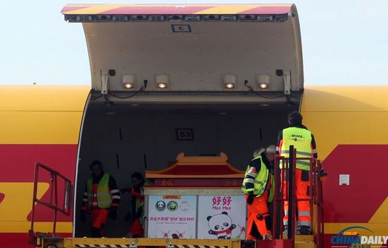 大熊貓“好好”抵達(dá)布魯薩爾國(guó)際機(jī)場(chǎng)。記者 付敬 攝