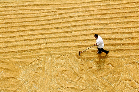 6月7日，內(nèi)黃縣城關(guān)鎮(zhèn)農(nóng)民在晾曬小麥。