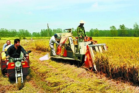 8月25日，農(nóng)機手在固始縣泉河鄉(xiāng)王樓村稻田里開始機收水稻。