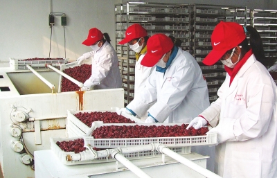 雖是寒冬，內(nèi)黃紅棗加工生產(chǎn)依然熱火朝天。